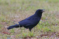 Fish Crow